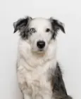 Cachorro raça BORDER COLLIE  idade 4 anos nome Elvis