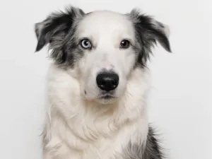 Cachorro raça BORDER COLLIE  idade 4 anos nome Elvis