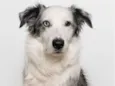Cachorro raça BORDER COLLIE  idade 4 anos nome Elvis