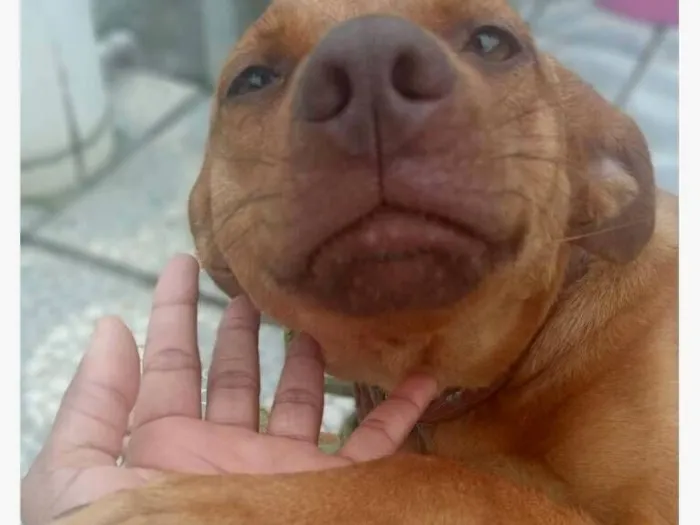 Cachorro raça SRD-ViraLata idade 2 a 6 meses nome Tina