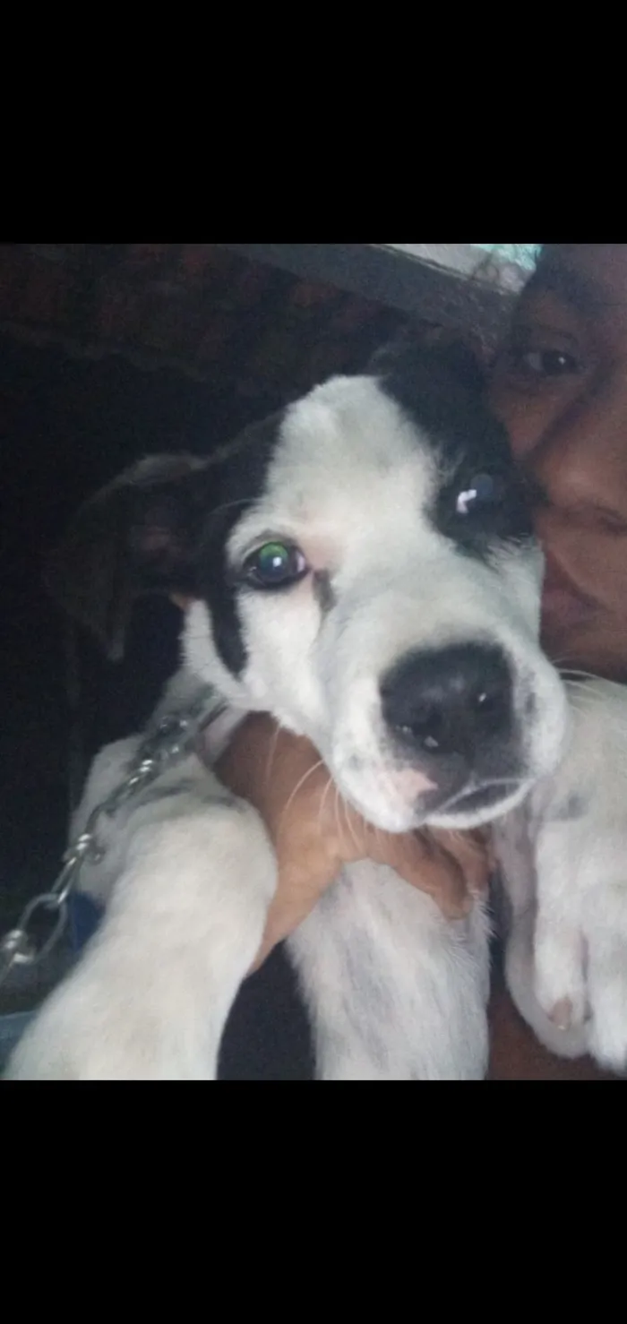 Cachorro raça SRD-ViraLata idade 2 a 6 meses nome Tintinha 