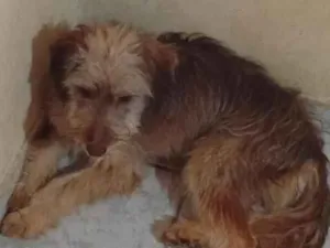 Cachorro raça SRD-ViraLata idade 1 ano nome Paçoca