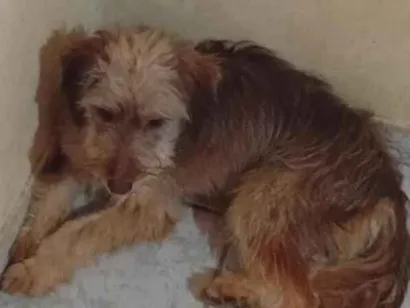 Cachorro raça SRD-ViraLata idade 1 ano nome Paçoca