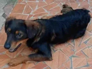 Cachorro raça SRD-ViraLata idade 1 ano nome Chocolate 