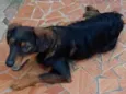 Cachorro raça SRD-ViraLata idade 1 ano nome Chocolate 