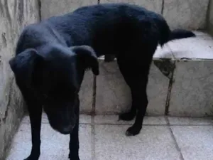 Cachorro raça SRD-ViraLata idade 1 ano nome Max
