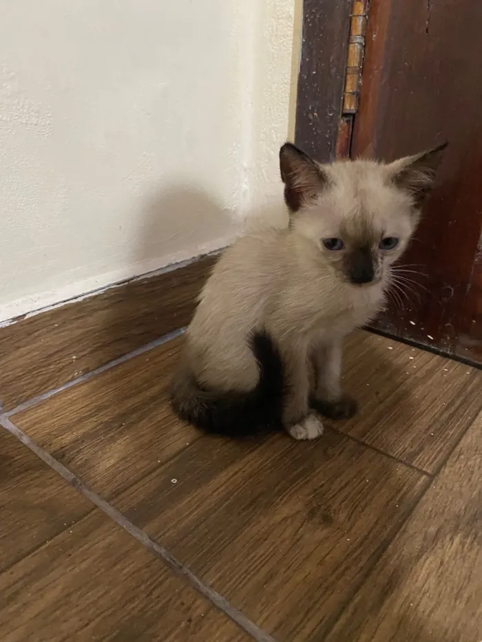 Gato raça SRD-ViraLata idade 2 a 6 meses nome Sem nome