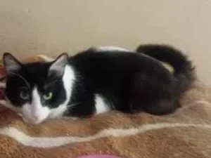 Gato raça SRD-ViraLata idade 1 ano nome Frajola