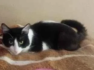 Gato raça SRD-ViraLata idade 1 ano nome Frajola