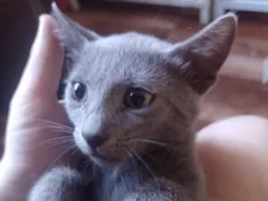 Gato raça SRD-ViraLata idade 2 a 6 meses nome Core