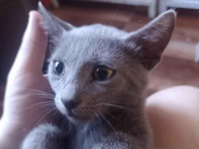 Gato raça SRD-ViraLata idade 2 a 6 meses nome Core