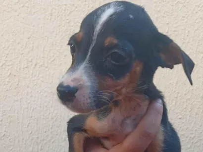 Cachorro raça SRD-ViraLata idade 2 a 6 meses nome Sem nomes