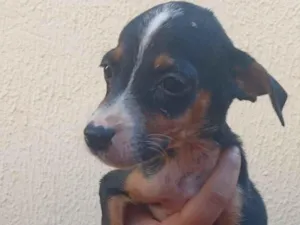 Cachorro raça SRD-ViraLata idade 2 a 6 meses nome Sem nomes