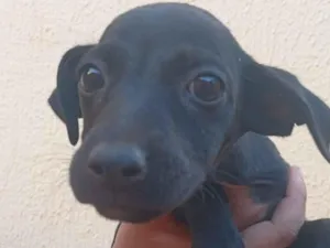 Cachorro raça SRD-ViraLata idade 2 a 6 meses nome Sem nome