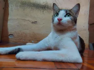 Gato raça SRD-ViraLata idade 1 ano nome cereaw