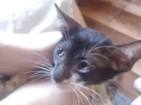 Gato raça SRD-ViraLata idade 2 a 6 meses nome Spamton