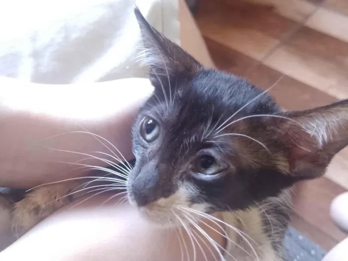 Gato raça SRD-ViraLata idade 2 a 6 meses nome Spamton