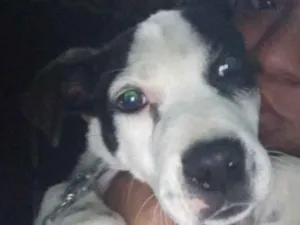 Cachorro raça SRD-ViraLata idade 2 a 6 meses nome Tintinha 