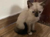 Gato raça SRD-ViraLata idade 2 a 6 meses nome Sem nome