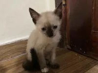 Gato raça SRD-ViraLata idade 2 a 6 meses nome ela não tem nome