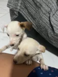 Cachorro raça SRD-ViraLata idade Abaixo de 2 meses nome Não tem nomes