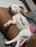 Cachorro raça SRD-ViraLata idade Abaixo de 2 meses nome Não tem nomes