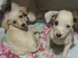 Cachorro raça SRD-ViraLata idade Abaixo de 2 meses nome Não tem nomes