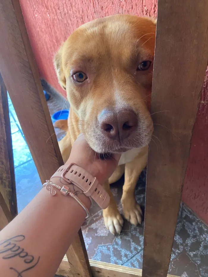 Cachorro raça Pit-Bull idade 7 a 11 meses nome Thor