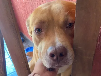 Cachorro raça Pit-Bull idade 7 a 11 meses nome Thor