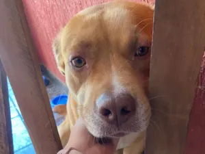 Cachorro raça Pit-Bull idade 7 a 11 meses nome Thor