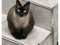 Gato raça SRD-ViraLata idade 5 anos nome Mia