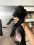 Cachorro raça SRD-ViraLata idade 2 a 6 meses nome Lírio 