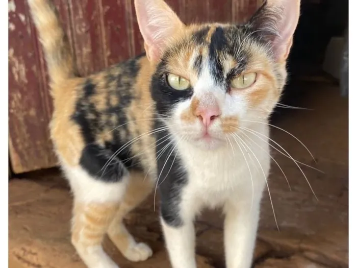 Gato raça SRD-ViraLata idade 1 ano nome SEM NOME AINDA 