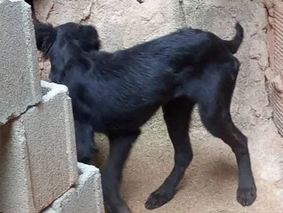 Cachorro raça SRD-ViraLata idade 2 a 6 meses nome Dê o nome