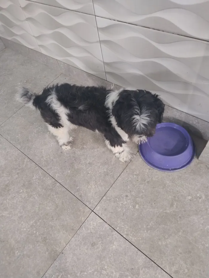 Cachorro raça Shitzu idade 2 a 6 meses nome Scooby 