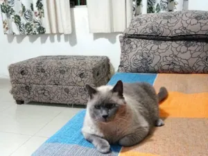 Gato raça SRD-ViraLata idade 6 ou mais anos nome Bento