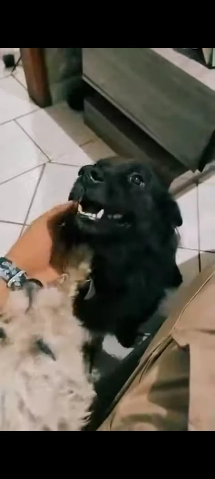 Cachorro raça Chow Chow idade 4 anos nome Black 