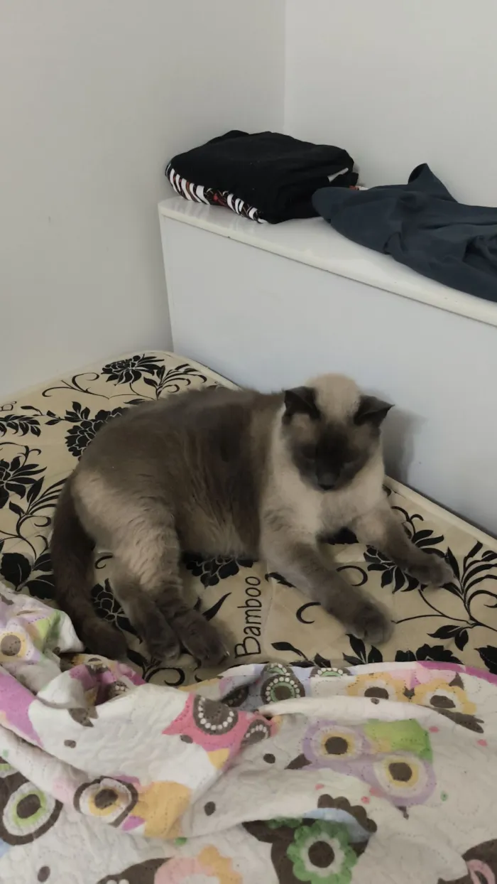 Gato raça SRD-ViraLata idade 6 ou mais anos nome Bento