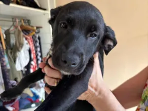 Cachorro raça SRD-ViraLata idade 2 a 6 meses nome Lírio 