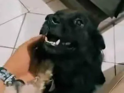 Cachorro raça Chow Chow idade 4 anos nome Black 