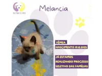 Gato raça SRD-ViraLata idade Abaixo de 2 meses nome Melancia 