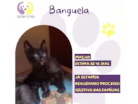Gato raça SRD-ViraLata idade Abaixo de 2 meses nome Banguela