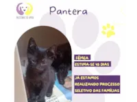 Gato raça SRD-ViraLata idade Abaixo de 2 meses nome Pantera