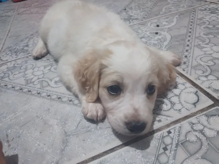 Cachorro raça SRD-ViraLata idade Abaixo de 2 meses nome dadinho