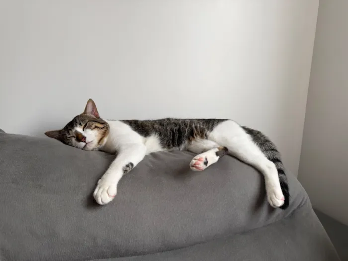 Gato raça SRD-ViraLata idade 1 ano nome filhote 