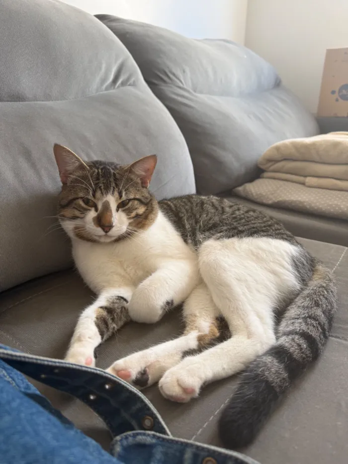 Gato raça SRD-ViraLata idade 1 ano nome filhote 