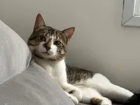 Gato raça SRD-ViraLata idade 1 ano nome filhote 