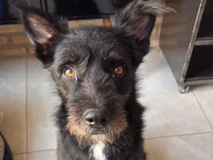 Cachorro raça SRD-ViraLata idade 2 a 6 meses nome Negão