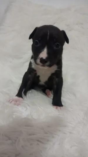 Cachorro raça SRD-ViraLata idade Abaixo de 2 meses nome filhotinhos 