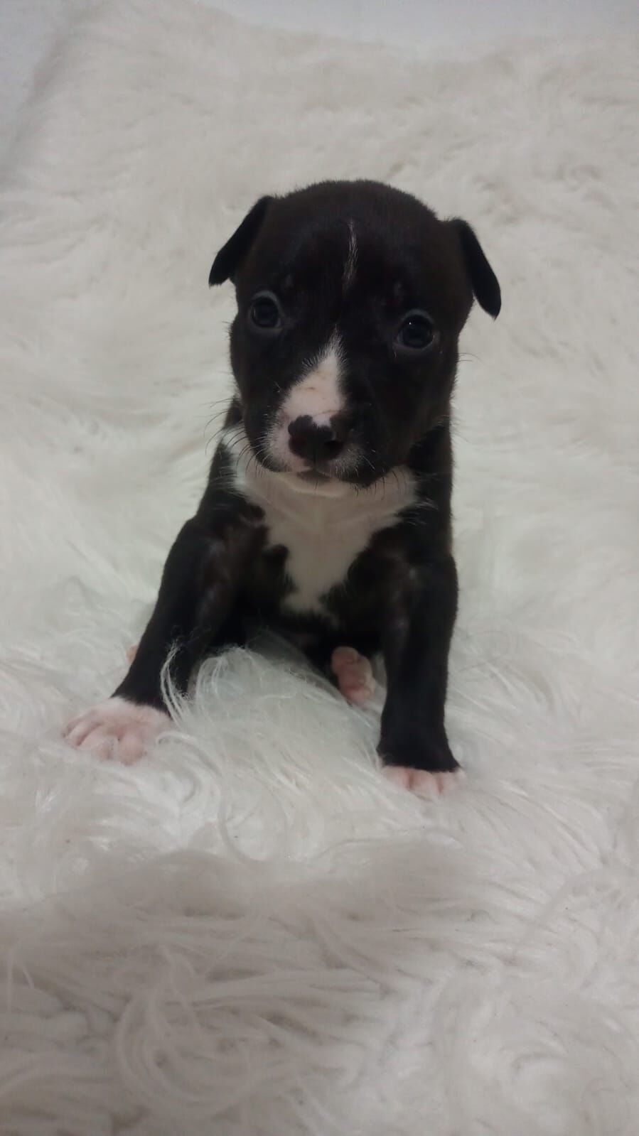 Cachorro raça SRD-ViraLata idade Abaixo de 2 meses nome filhotinhos 